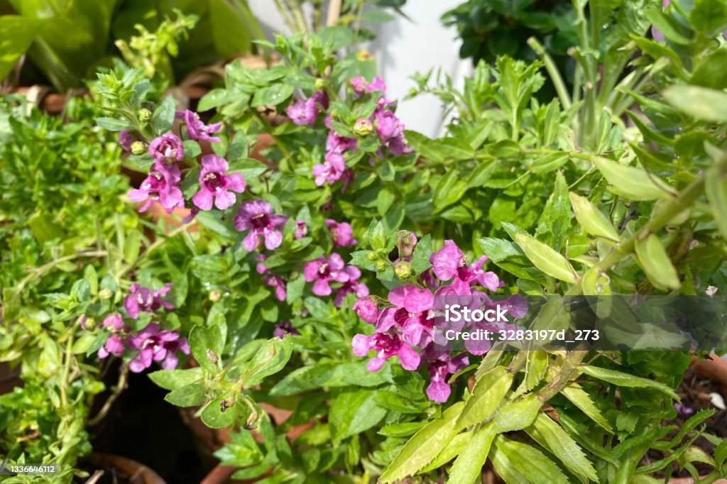 Close up beautiful Waew Wichian with sunlight. (Angelonia goyazensis Benth; Thai style forget-me-not) Angelonia Stock Photo