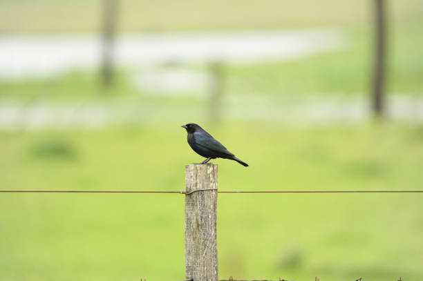 istock Birds of Uruguay in their natural environment. 1336646249
