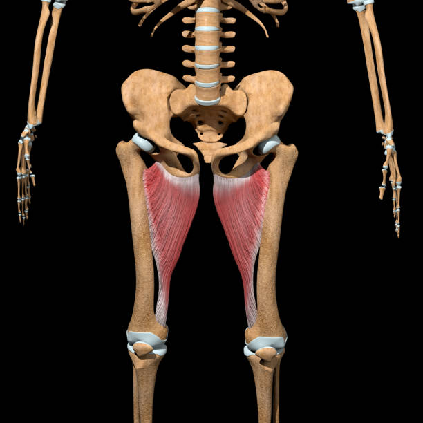 esta ilustración 3d muestra los músculos aductores magnus en el esqueleto - aductor grande fotografías e imágenes de stock