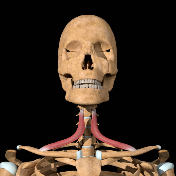 istock 3d Illustration of the Omhoid Muscles on Skeleton 1336647127