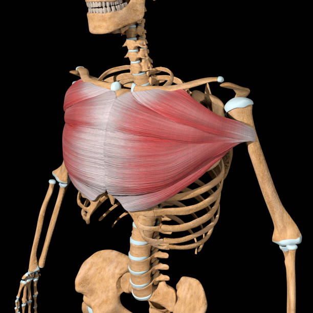 3d-illustration der pectoralis-hauptmuskeln am skelett - brustmuskeln stock-fotos und bilder