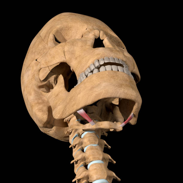 istock 3d Illustration of the Stylohyoid Muscles on Skeleton 1336647246
