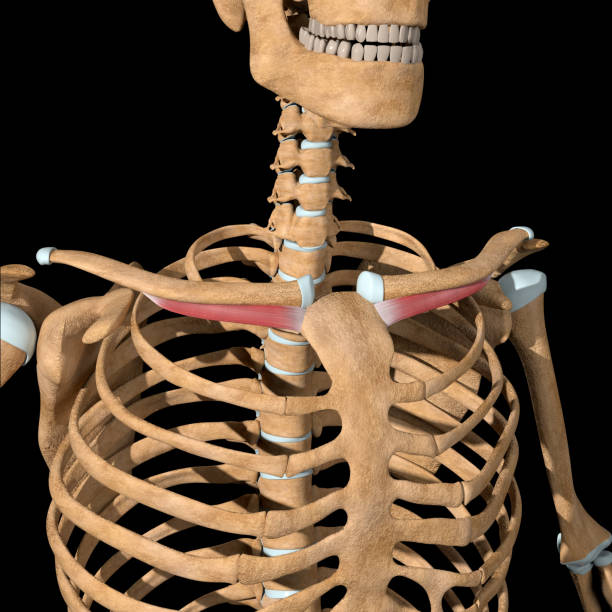 3d Illustration of the Subclavius Muscles on Skeleton stock photo
