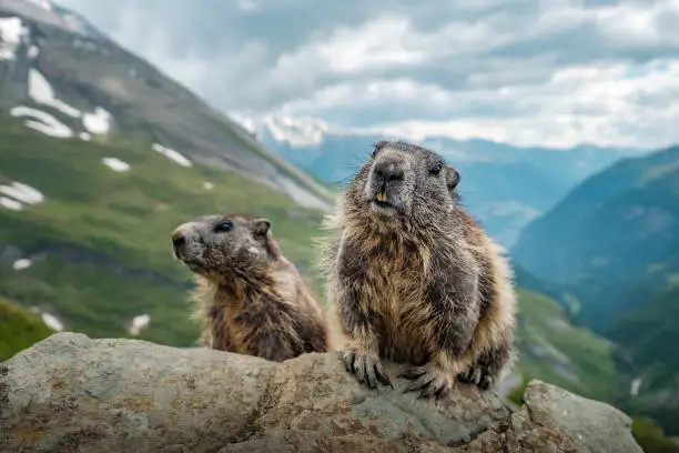 Two marmots in the Austrian alps.