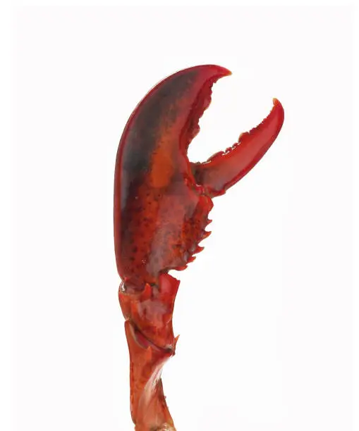 Photo of claw of a lobster