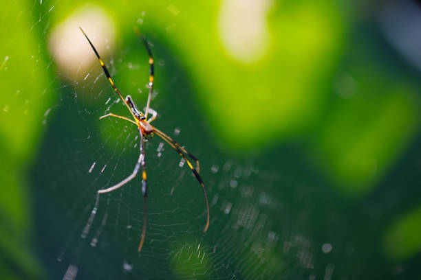 istock Closeup Animals view of spider 1336648379