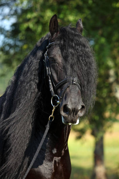 cheval frison. portrait d’étalon noir sur une prairie d’automne - horse black stallion friesian horse photos et images de collection