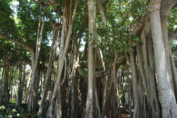 istock Dense grove of trees with leafy canopy above 1336650231