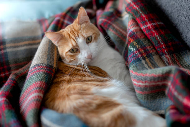 brown cat in a colorful blanket