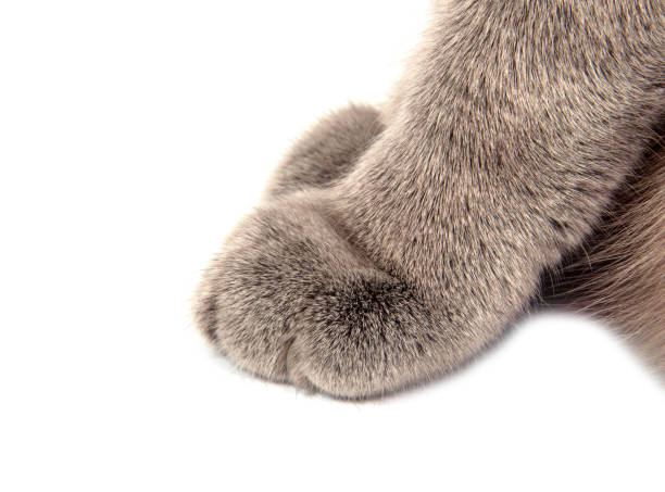 istock Pretty fluffy blue gray british cat isolated on the white 1336651402