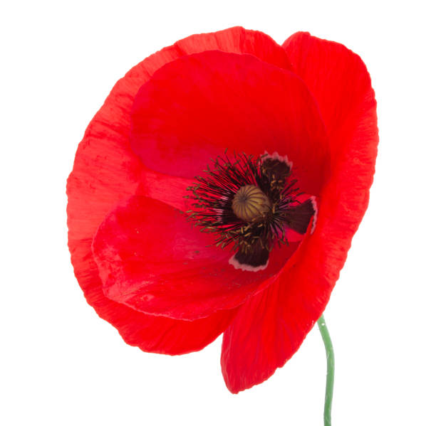 istock Red poppy flower blossom bright isolated on the white 1336651614
