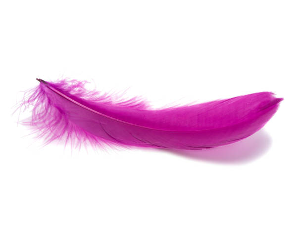 istock Violet or magenta color fluffy feather isolated on the white 1336651636