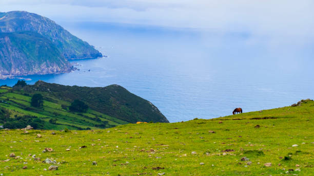 istock Horses grazing in the wild 1336651744