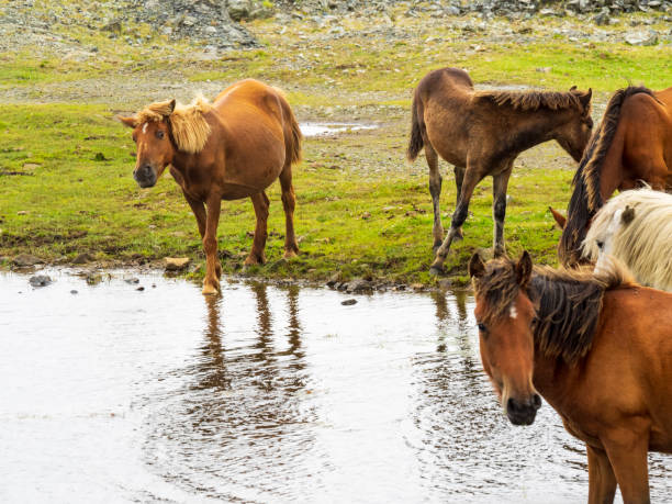 istock Horses by a lake 1336651746