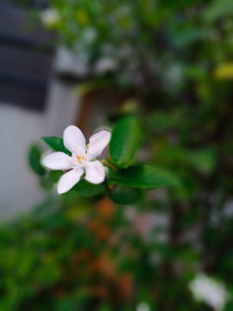 istock flowers in the garden 1336652731