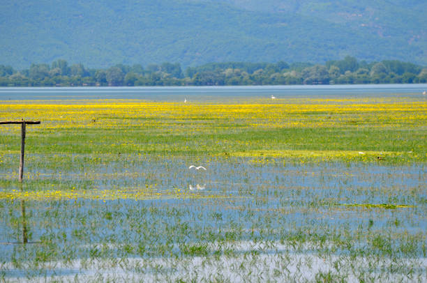 istock Greece, Lake Kerkini in Central Macedonia 1336653402