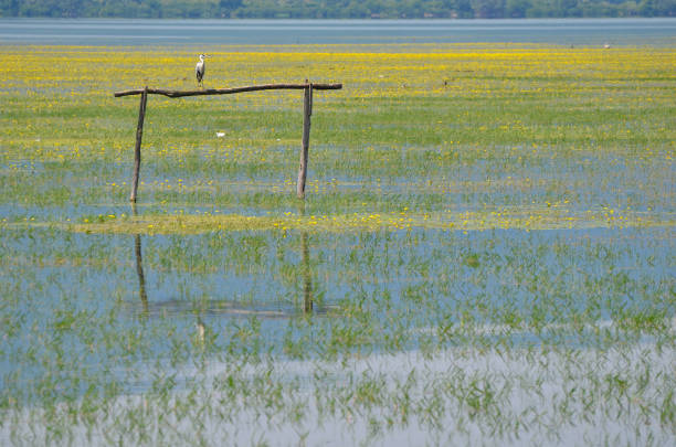istock Greece, Lake Kerkini in Central Macedonia 1336653410