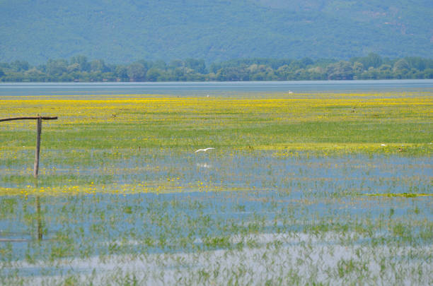 istock Greece, Lake Kerkini in Central Macedonia 1336653411