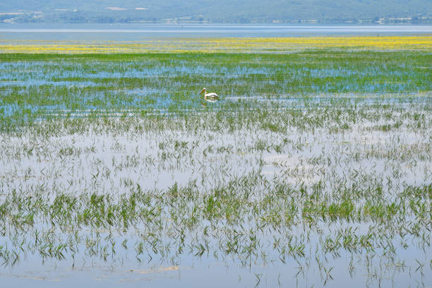 istock Greece, Lake Kerkini in Central Macedonia 1336654011