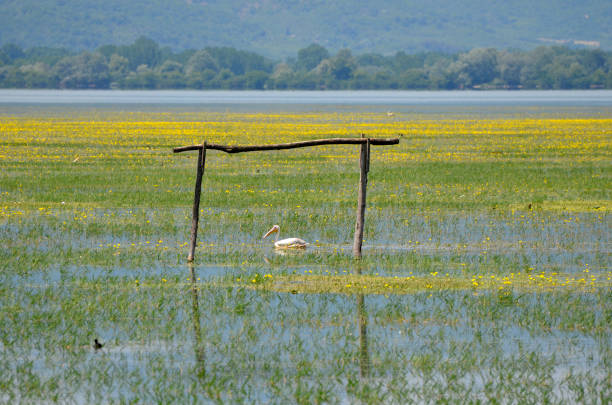 Greece, Lake Kerkini in Central Macedonia