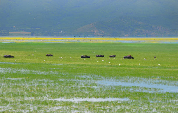 istock Greece, Lake Kerkini in Central Macedonia 1336654128
