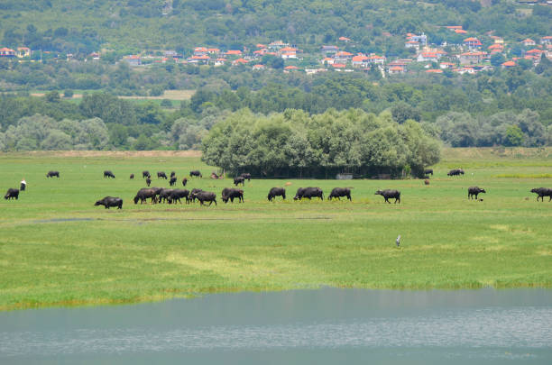 istock Greece, Lake Kerkini in Central Macedonia 1336654129