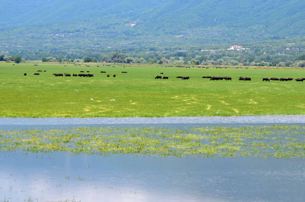 Greece, Lake Kerkini in Central Macedonia