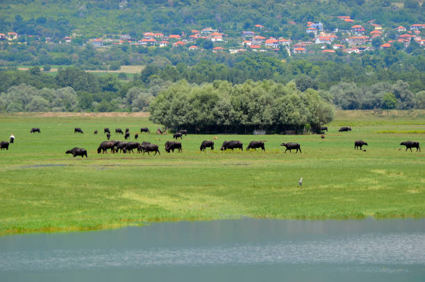 istock Greece, Lake Kerkini in Central Macedonia 1336654182