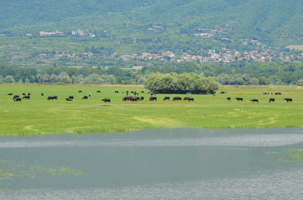 istock Greece, Lake Kerkini in Central Macedonia 1336654197