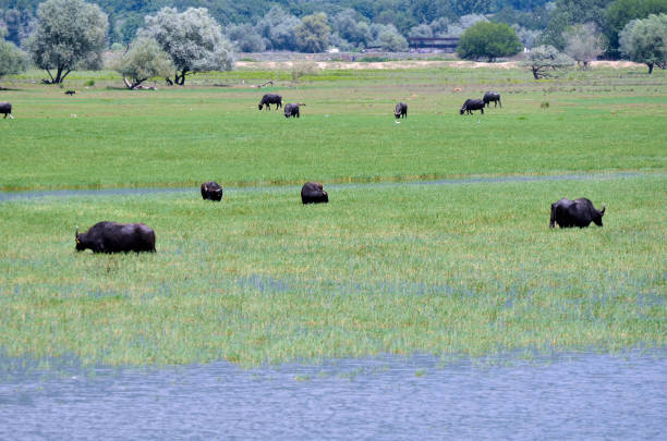 istock Greece, Lake Kerkini in Central Macedonia 1336654273