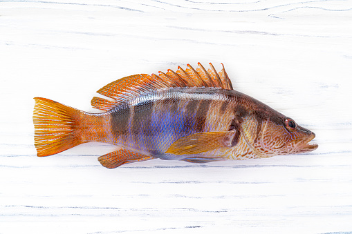 Tilapia tip over Isolated white background