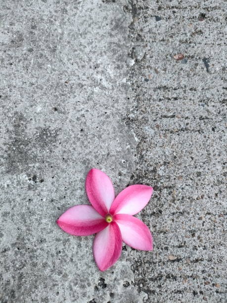 istock Pink flower on the ground. 1336655911