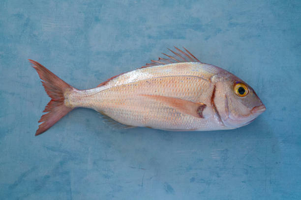 red snapper fisch oder rosa seebrasse auf blauem holzhintergrund richtig frisch - catch of fish fotos stock-fotos und bilder