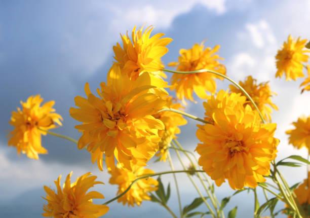 yellow flowers against blue sky background, sunny summer day