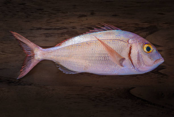pesce dentice rosso o orata rosa su sfondo di legno scuro davvero fresco - fish catch of fish seafood red snapper foto e immagini stock
