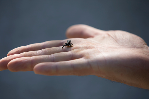 Close-up of a Baby Small Frog in Palm of Hand Outdoors.