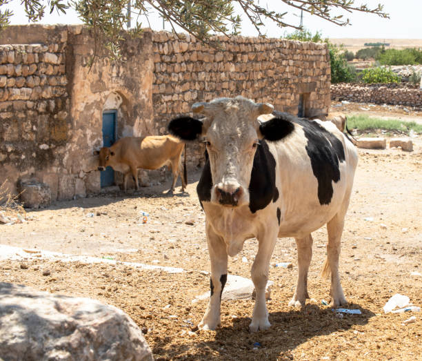 istock black and white cows wandering in the village environment. 1336657325