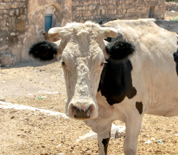 istock black and white cows wandering in the village environment. 1336657330