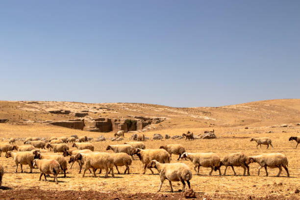 A flock of sheep grazing in nature, on the mountain, in historical ruins. stock photo