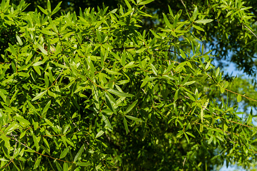 Luxurious foliage of willow oak (Quercus phellos) on blurred green background. Selective focus. Willow oak in public landscape city park of Krasnodar or Galitsky park. Summer 2021: Nature concept.