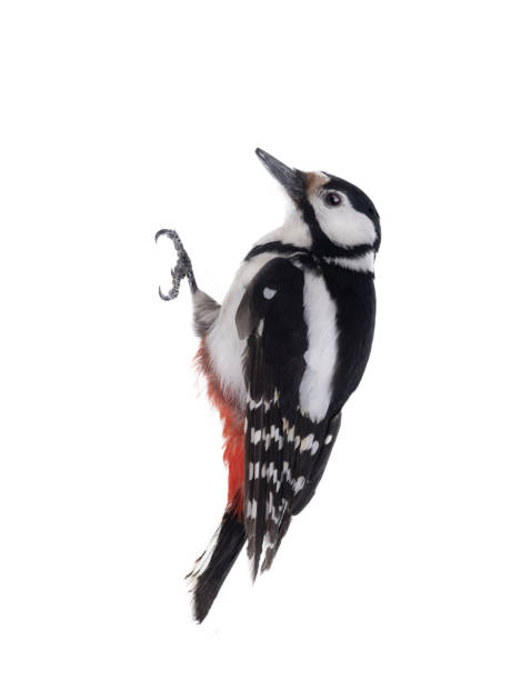 woodpecker ( great spotted) isolated on white background - woodpecker major wildlife nature imagens e fotografias de stock