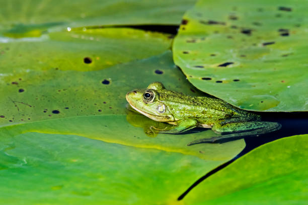 istock Water frog (Pelophylax) rests on a leaf in the Danube Delta, Romania, Europe 1336658620