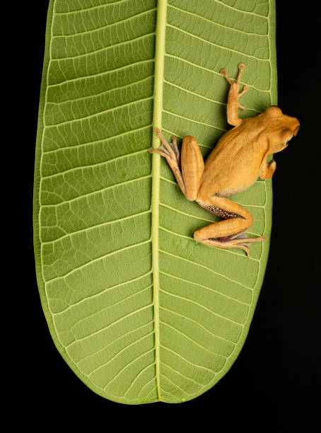 istock Tree frog on large green leaf showing off its climbing ability 1336659380