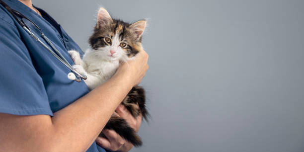 médico veterinario examinando un fondo de gatito de carey de pelo largo - vet domestic cat veterinary medicine stethoscope fotografías e imágenes de stock