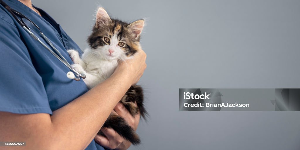 Veterinarian doctor examining a long haired tortoiseshell kitten background Veterinarian doctor examining a long haired tortoiseshell kitten at a vets surgery with a stethoscope Veterinarian Stock Photo