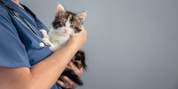 Veterinarian doctor examining a long haired tortoiseshell kitten background Veterinarian doctor examining a long haired tortoiseshell kitten at a vets surgery with a stethoscope longhair cat photos stock pictures, royalty-free photos & images