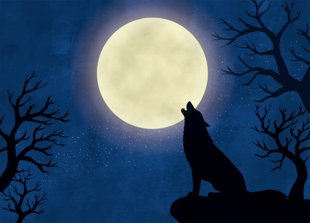 illustrazioni stock, clip art, cartoni animati e icone di tendenza di il lupo ticpaglia nella notte buia - moonlight