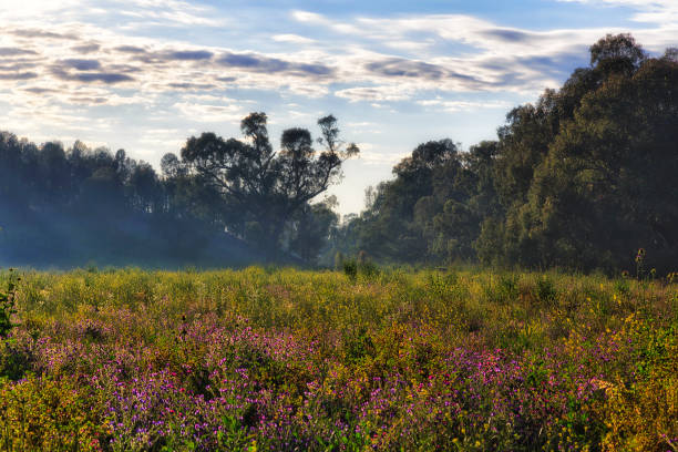 Dubbo Wildflowers Meadow light