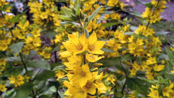 istock Yellow flowers, greeting card floral background 1336665850