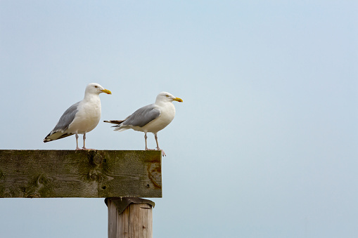 A pair of seagulls isolated against clear sky. Space for your text.